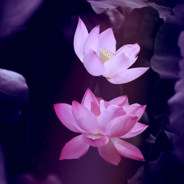 panneau simili fleur de lotus
