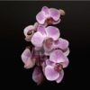 polyester orchidée